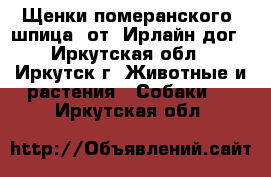 Щенки померанского  шпица  от  Ирлайн-дог - Иркутская обл., Иркутск г. Животные и растения » Собаки   . Иркутская обл.